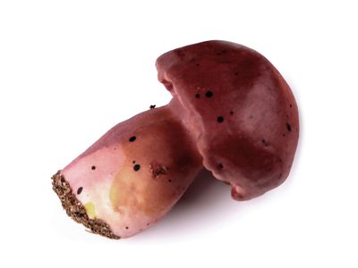 Umělé houby{% if product.brand.name %} – Stoklasa{% endif %}