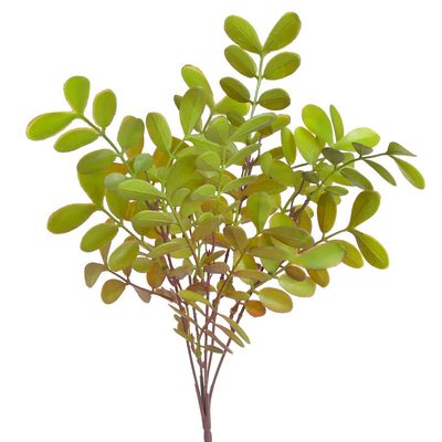 Murraya - pomerančový jasmín 35 cm - zelená{% if product.brand.name %} – Canea{% endif %}