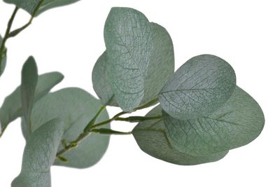 Eukalyptus 90 cm - zelená tmavší 90cm – fotka 1