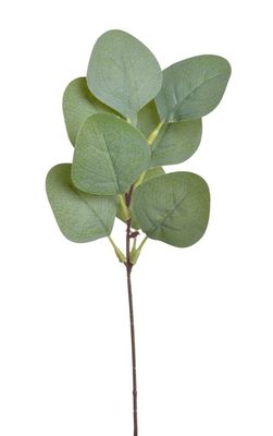 Umělá větvička eukalyptus populus{% if product.brand.name %} – Canea{% endif %}