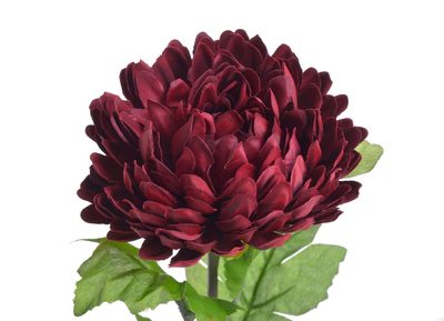 Chryzantéma 58 cm - vínová – fotka 1