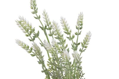 Levandule 41 cm - bílá – fotka 1