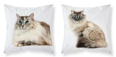 Povlak na polštářek Kočka modroočko micro Polyester, 40/40 cm{% if product.brand.name %} – DETEXPOL{% endif %}