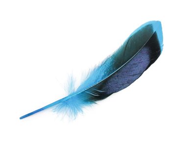 Kachní peří délka 13-15 cm{% if product.brand.name %} – Stoklasa{% endif %}