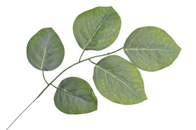 Umělý list salal 55 cm{% if product.brand.name %} – Canea{% endif %}