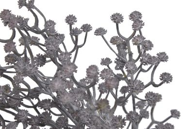 Gypsophila 29 cm - fialovošedá tmavá – fotka 1