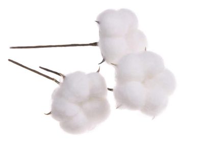 Bavlník, hlavičky na stonku 12 kusů{% if product.brand.name %} – Canea{% endif %}