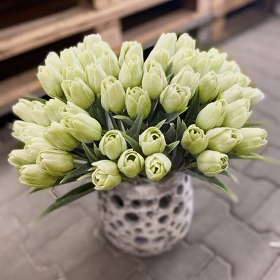 Tulipán s listem 6 ks - světlá zelená – fotka 1
