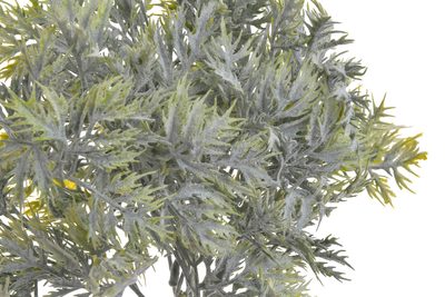 Eryngium listy flok - zelená – fotka 1