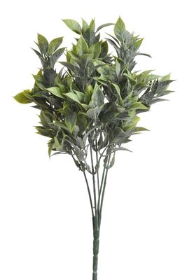 Ruscus zaprášený - zelená{% if product.brand.name %} – Canea{% endif %}