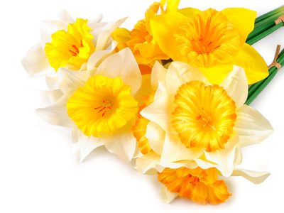 Umělý narcis svazek 3 ks{% if product.brand.name %} – Stoklasa{% endif %}