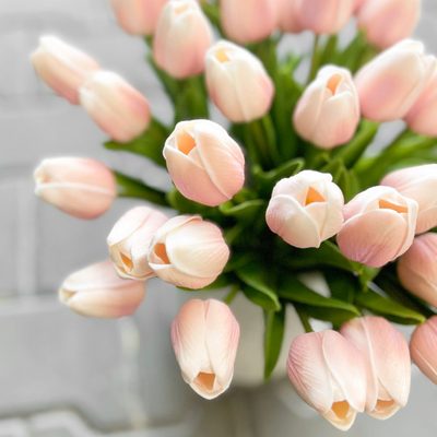 Tulipán pěnový (5 ks) - růžová/bílá – fotka 1