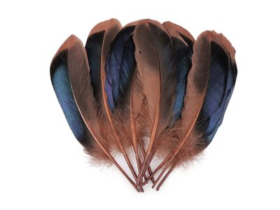 Kachní peří délka 13-15 cm{% if variant.name %} – 4 hnědá světlá{% endif %}
