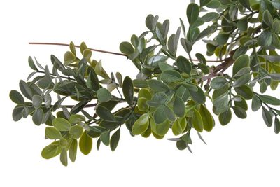 Rostlina girlanda buxus 180 cm - zelená – fotka 1