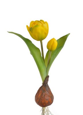 Tulipán s cibulkou - žlutá{% if product.brand.name %} – Canea{% endif %}