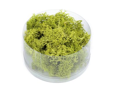 Stabilizovaný / preparovaný mech 20 g v krabičce{% if variant.name %} – 2 zelená sv.{% endif %}