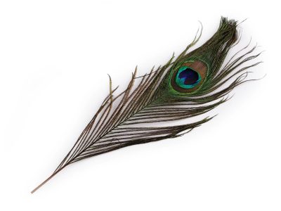 Paví peří délka 25-30 cm 10 kusů – fotka 3