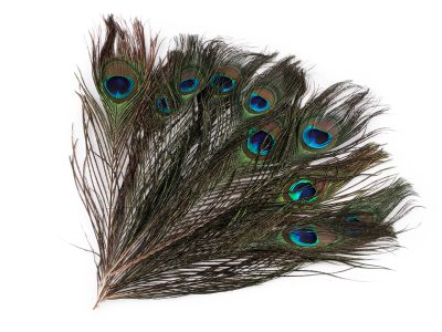 Paví peří délka 25-30 cm 10 kusů{% if product.brand.name %} – Galanterka{% endif %}