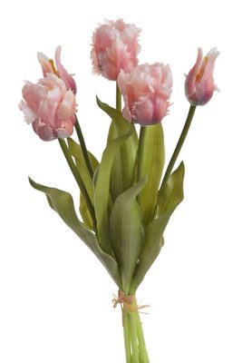 Tulipán papouškovitý 5 ks - růžová{% if product.brand.name %} – Canea{% endif %}