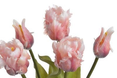 Tulipán papouškovitý 5 ks - růžová – fotka 1