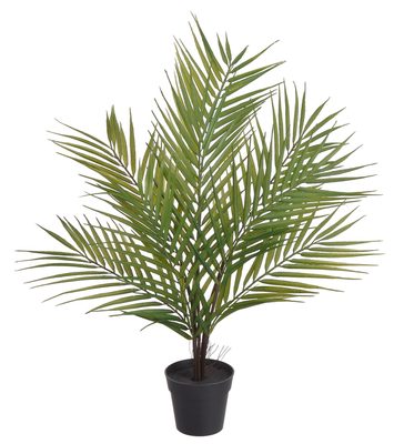 Palma kwai 60 cm{% if product.brand.name %} – Canea{% endif %}