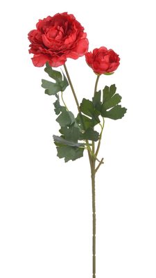 Ranunculus pryskyřník 50 cm - červená - Canea