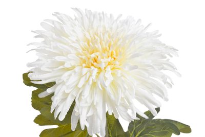 Chryzantéma 72 cm - bílá krémová – fotka 1