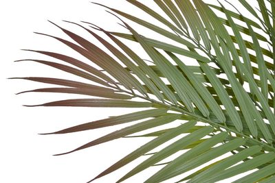 Palmové listy trs 60 cm – fotka 1