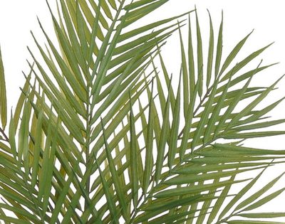Palma kwai 60 cm – fotka 1