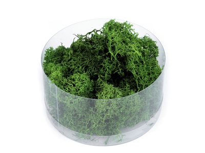 Stabilizovaný / preparovaný mech 20 g v krabičce{% if variant.name %} – 3 zelená{% endif %}