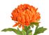Chryzantéma 58 cm - oranžová