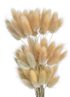 Lagurus 60 cm (60 ks) - přírodní – fotka 2