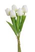 Tulipán pěnový (5 ks) - bílá se zeleným nádechem 30 cm – fotka 4
