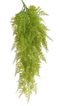 Kapradí převislé trs 9 větviček - zelená