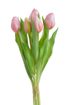 Svazek tulipánů 5 ks - světlá růžová