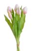Svazek tulipánů (5 ks) - bílorůžová
