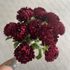 Chryzantéma 58 cm - vínová