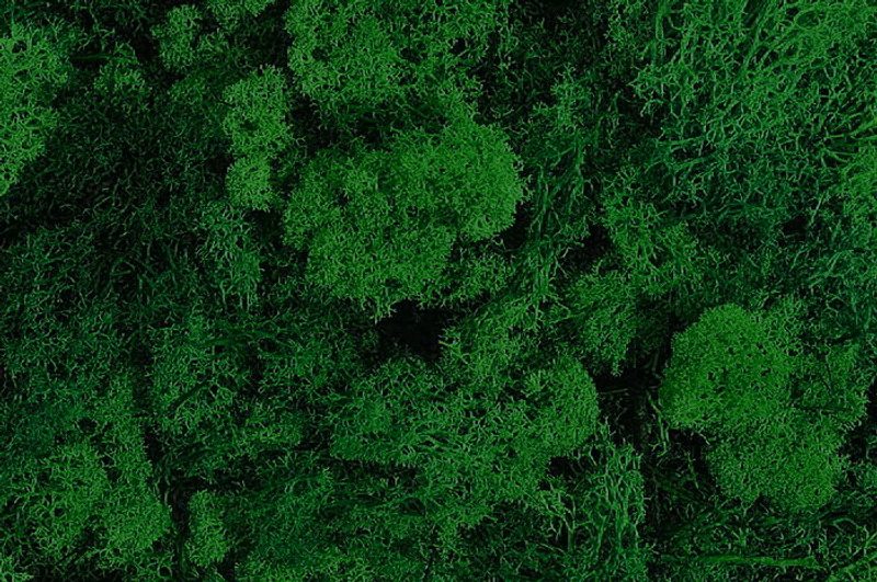 Mech islandský (250 g) - zelená tmavá - Canea – Bexis.cz