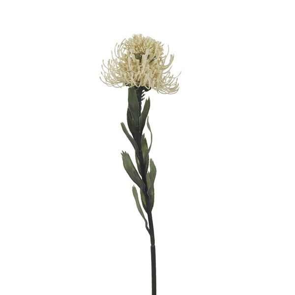 Okrasný bodlák X6849-26 - 60 cm