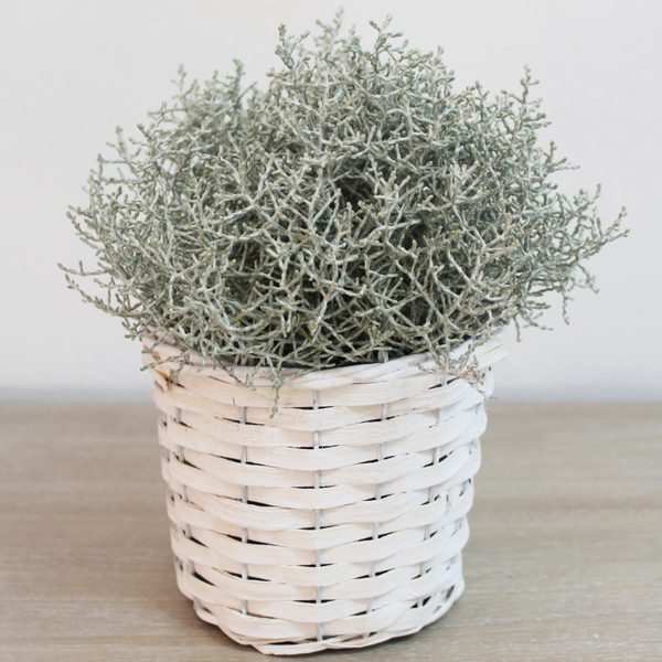 Obal s plastem bílý P0247/B - dia 15 x 12 cm