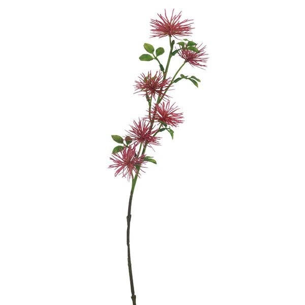 Okrasný bodlák 52 cm X6832-07