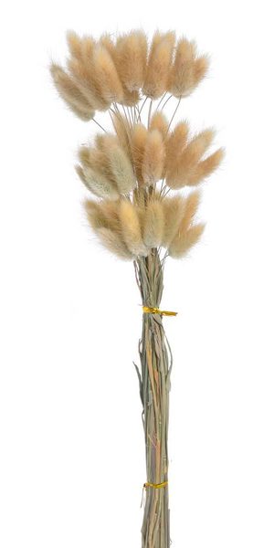 Lagurus 60 cm (60 ks) - přírodní - Canea – Bexis.cz