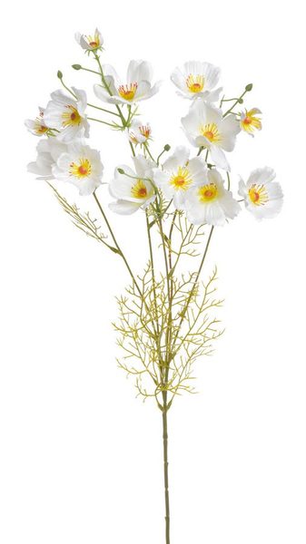 Rostlina kosmos 90 cm - bílá