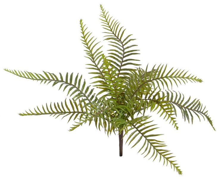 kapradina trs 47 cm - zelená