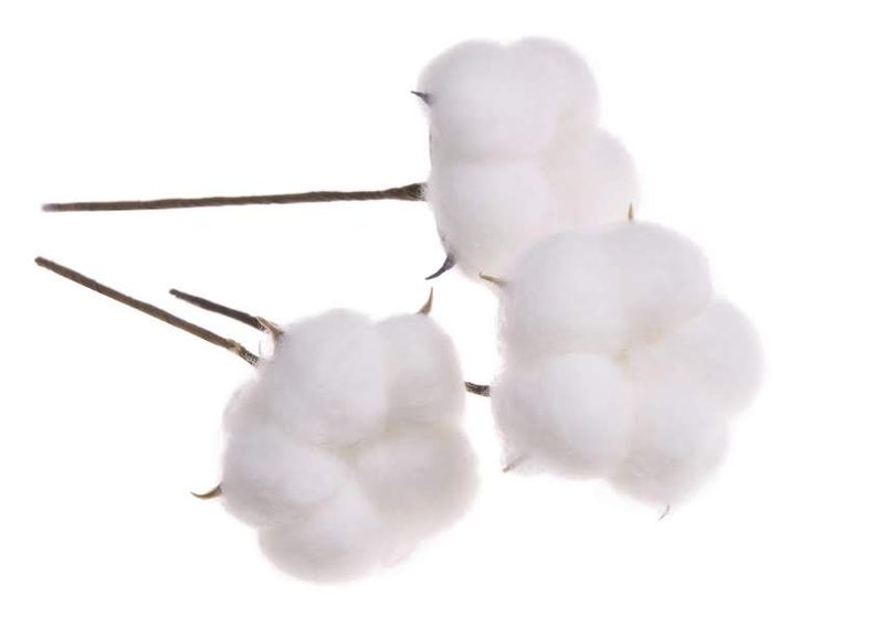 Bavlník, hlavičky na stonku 12 kusů
