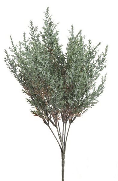 Větvička túje - zelenošedá