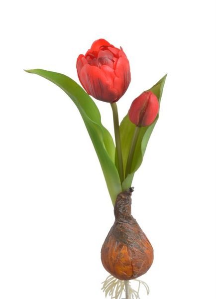 Tulipán s cibulkou - červená 20 cm