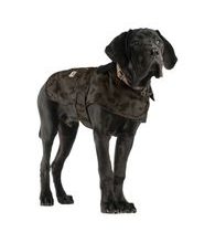 Oblek pro psa Carhartt - P000417 B12 FIRM DUCK INSULATED DOG CAMO CHORE COAT