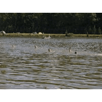 Veteran Steel Man 2014