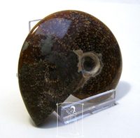 Amonit (8 cm)